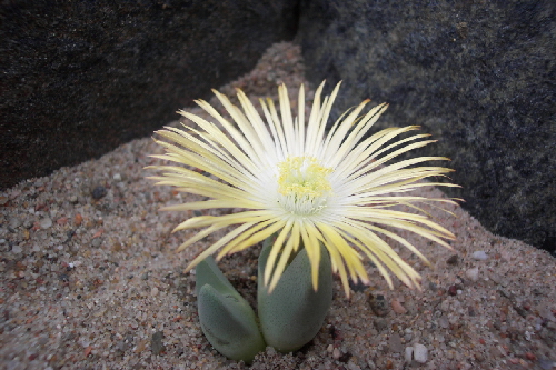 cheiridopsis herrei kw